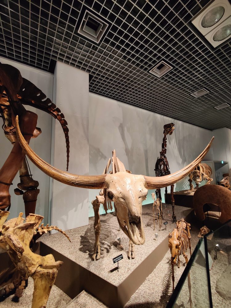 National Museum of Nature and Science