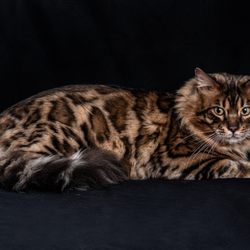 Indian Creek Bengals - Our amazing longhair stud, Sam.