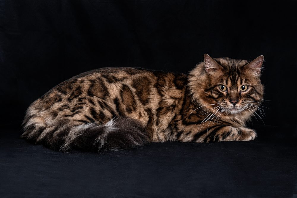 Indian Creek Bengals Image