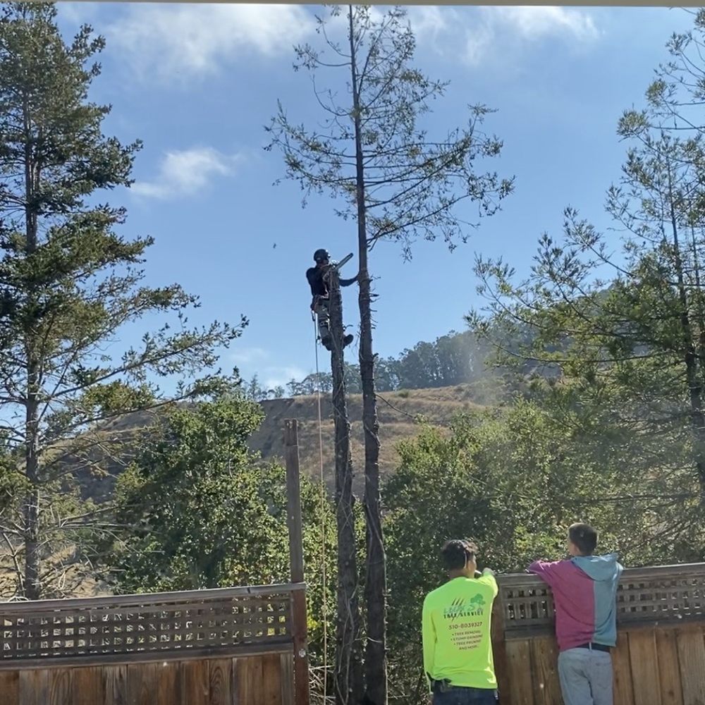 Cutting down 6 talls trees... Cutting down 6 talls trees...