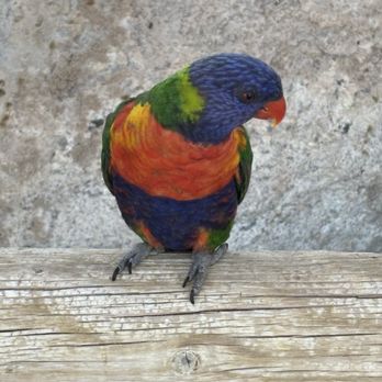 Rooster Cogburn Ostrich Ranch - Lorikeet feeding so fun - Petting Zoos Near Me - Picacho, Arizona