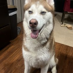 Puyallup Valley Veterinary Clinic