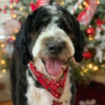 Pampered Paws - Ready for Christmas - Pet Groomers Near Me - La Habra, California Pampered Paws - Ready for Christmas - Pet Groomers Near Me - La Habra, California