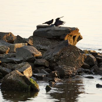 Sandy Point State Park - Birds of the Chesapeake Bay - Parks Near Me - Annapolis, Maryland Sandy Point State Park - Birds of the Chesapeake Bay - Parks Near Me - Annapolis, Maryland