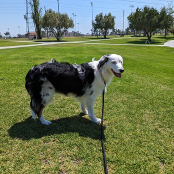 Bline's Awesome Aussies - Pet Breeders Near Me - Citrus Heights, California