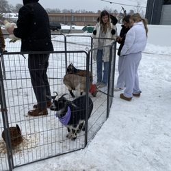 P's Mobile Petting Zoo