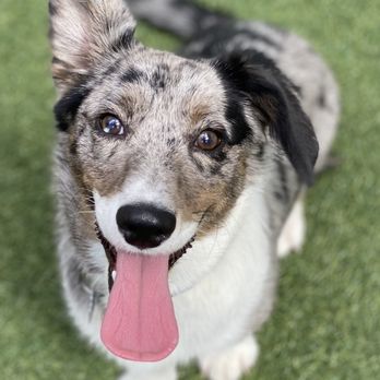 Best Friend Academy - Pet Training Near Me - Gobles, Michigan Best Friend Academy - Pet Training Near Me - Gobles, Michigan