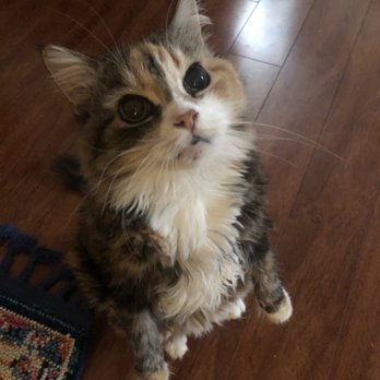 West Coast - The prettiest cat in the world - Pet Cremation Services Near Me - Sun Valley, California West Coast - The prettiest cat in the world - Pet Cremation Services Near Me - Sun Valley, California