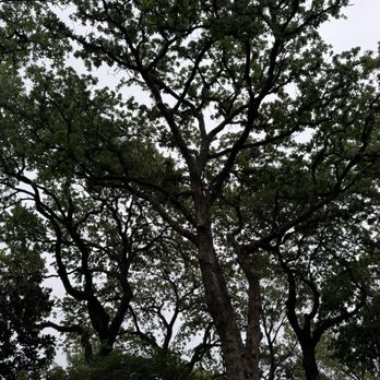 Sion Tree Service - Large tree clean out. - Tree Services Near Me Sion Tree Service - Large tree clean out. - Tree Services Near Me