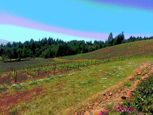 Bryn Mawr Vineyards by null
