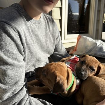 Suwedi Ridgebacks - Rhodesian Ridgeback Puppies - Pet Breeders Near Me