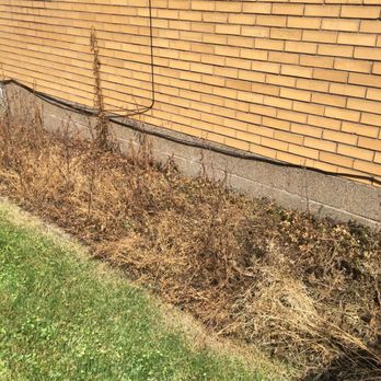MLS Landscape and Design - Pittsburgh - Dead weeds after spraying - Lawn Services Near Me - Pittsburgh, Pennsylvania MLS Landscape and Design - Pittsburgh - Dead weeds after spraying - Lawn Services Near Me - Pittsburgh, Pennsylvania
