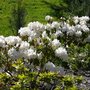 Photo of Rhododendron Island