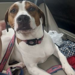 North Hills Animal Hospital - Buffett