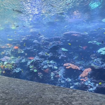 Georgia Aquarium - Aquariums Near Me - Atlanta, Georgia