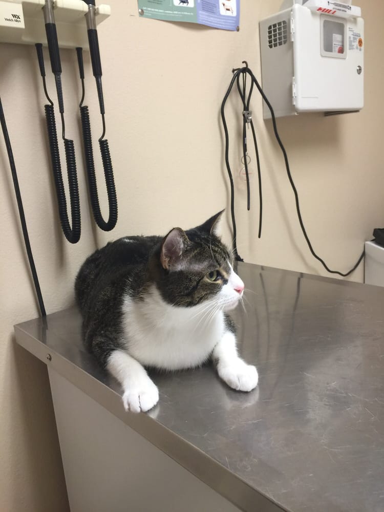 FORT BLISS VETERINARY CLINIC Updated October 2024 El Paso, Texas