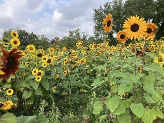 Wilson's Orchard & Farm (Iowa City) by null