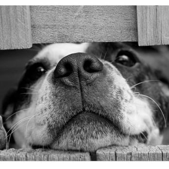 Apex Animal Clinic - apex vet clinic airdrie - Veterinarians Near Me - Airdrie, Alberta Apex Animal Clinic - apex vet clinic airdrie - Veterinarians Near Me - Airdrie, Alberta