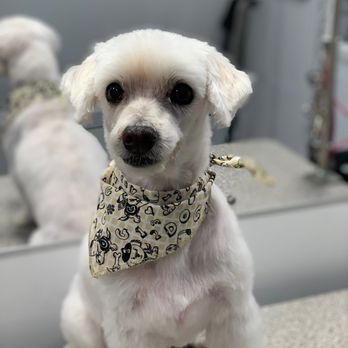 Pet Konnektion - Pic from Kerri-Lynn - Pet Groomers Near Me Pet Konnektion - Pic from Kerri-Lynn - Pet Groomers Near Me