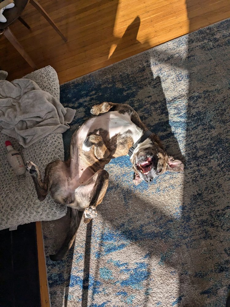 Russian Hill Pet Sitting - pet boarding facility in San Francisco, CA