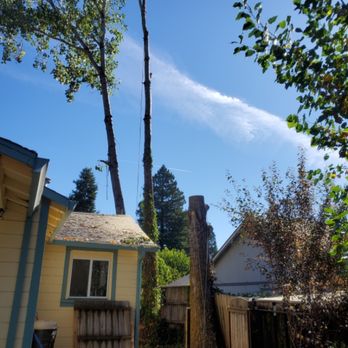 Toloza Tree Service - Tree Services Near Me - Willits, California Toloza Tree Service - Tree Services Near Me - Willits, California