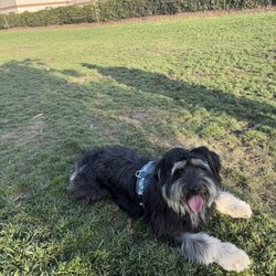 Elm Street Dog Park