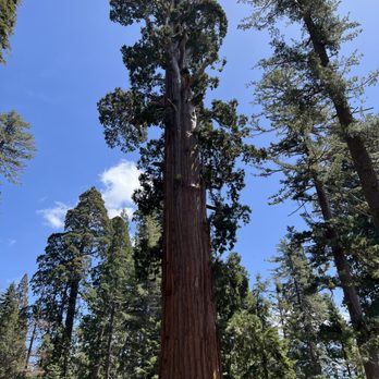 Grant Grove - Sequoia's - Hiking Near Me - Badger, California Grant Grove - Sequoia's - Hiking Near Me - Badger, California