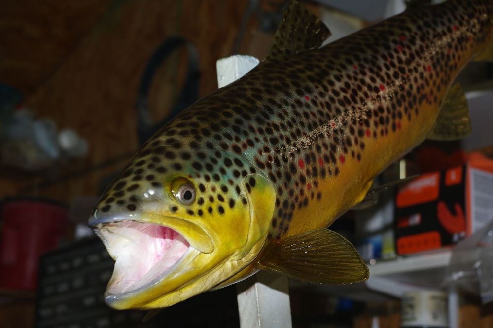 Fin and Bones Taxidermy - taxidermy in Temple, TX