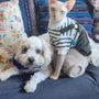 Charlestown Pet Clinic