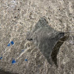 Jungle Reef - Sting Ray