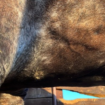 Dan Keen Horsemanship - Horseback Riding Near Me - Spicewood, Texas