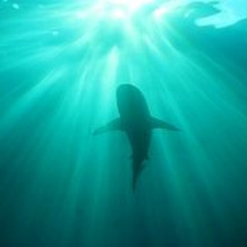 Captain Mike's Diving Service - Diving Near Me - Bronx, New York