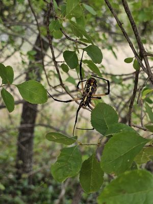 Fort Worth Nature Center & Refuge by null