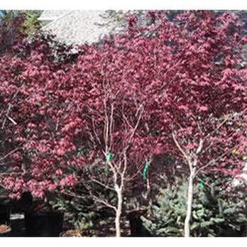 Noles Nursery - Nurseries & Gardening Near Me - Kamas, Utah Noles Nursery - Nurseries & Gardening Near Me - Kamas, Utah