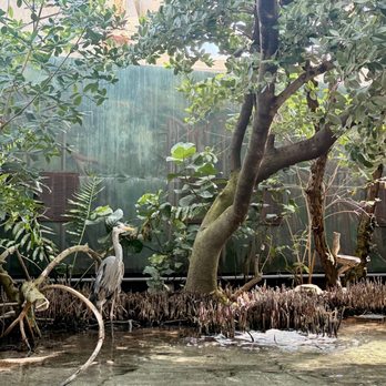 The Florida Aquarium - Stork in the mangrove area - Aquariums Near Me - Tampa, Florida