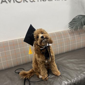 CANIS - Behavior and Training - Pet Training Near Me - Tarzana, California