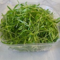 Maple Greens