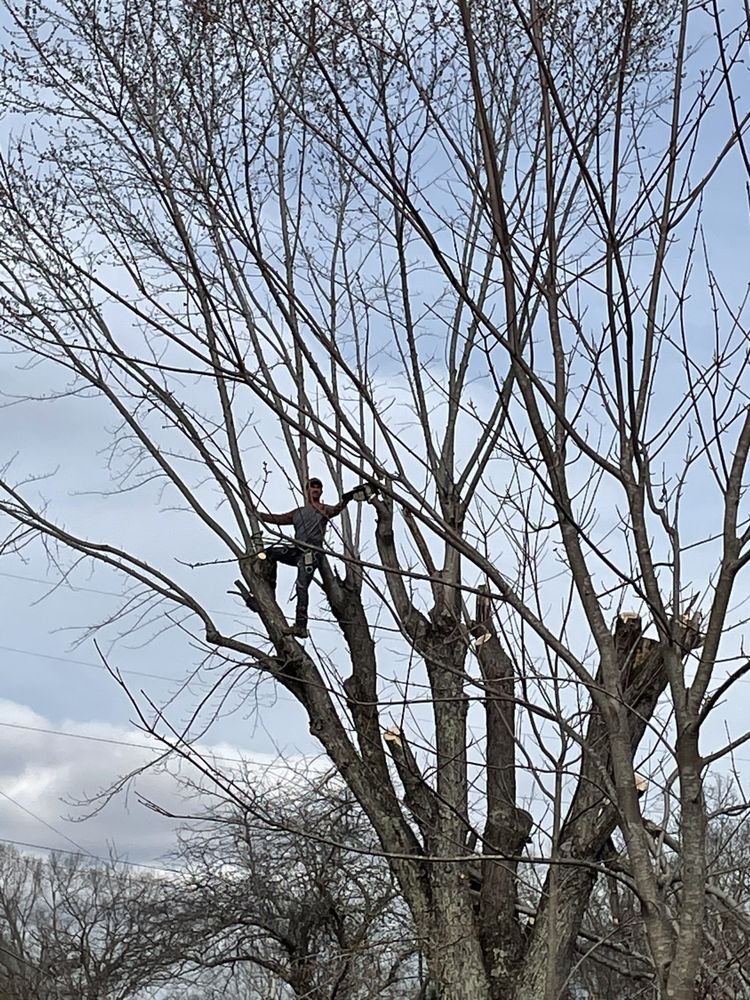 Shelton's Tree Service - tree service in Knoxville, TN