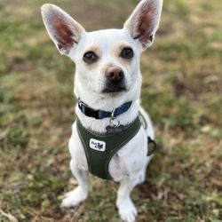 Wunder Dog Training