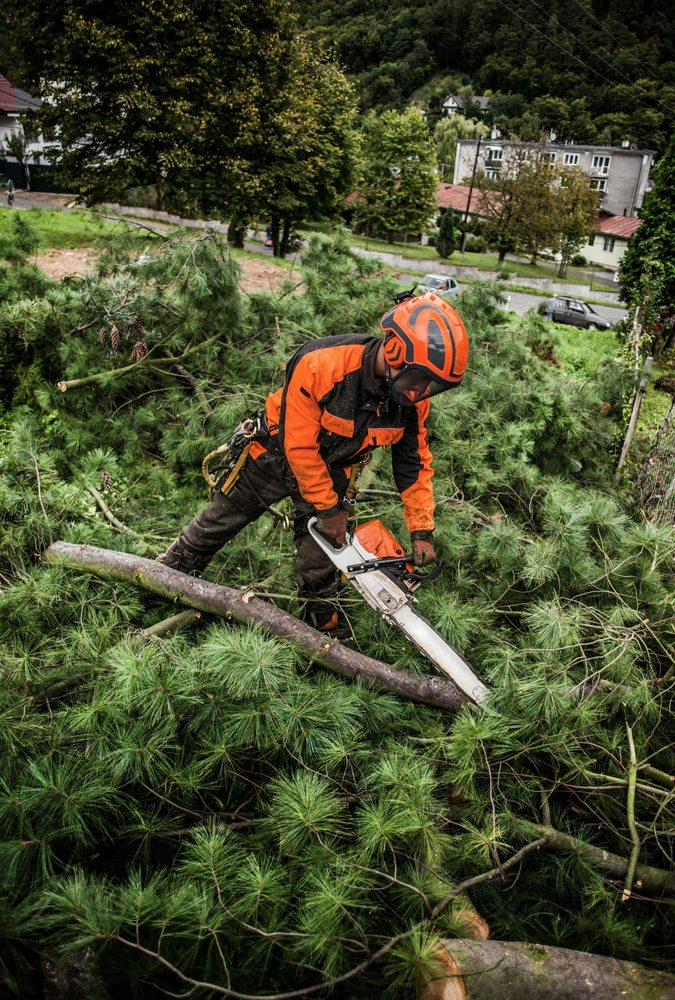 Mt Pleasant Tree Service - tree service in Mount Pleasant, SC