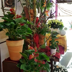 Blumen G. Schulz