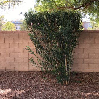 Alfaro Lawn Care - Lawn Services Near Me - Las Vegas, Nevada Alfaro Lawn Care - Lawn Services Near Me - Las Vegas, Nevada