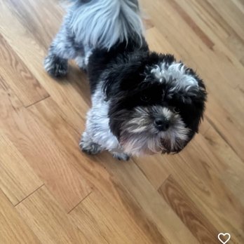 Prince Benji - Before - Pet Groomers Near Me - Baltimore, Maryland