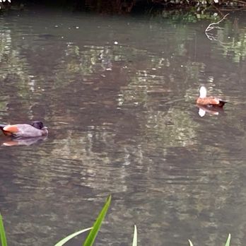 Wellington Botanical Gardens - Duck Pond - Botanical Gardens Near Me - Wellington, WGN