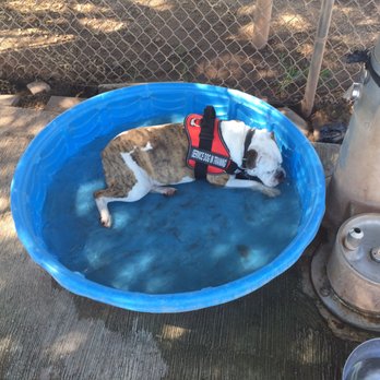 Mitchell Dog Park - Nena is so happy - Dog Parks Near Me - Tempe, Arizona