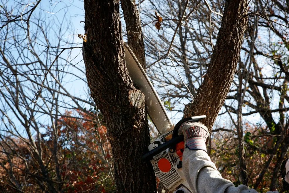Leaf Life Tree Service - tree service in Denver, CO