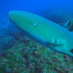 Scuba Works