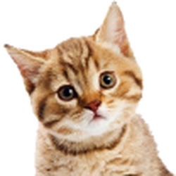 High Paw Pet Supplies - Need Raw diet for your cats? High Paw Pet Supplies in Fairplay has the largest selection of raw diets to keep your pets heal...