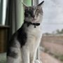 Photo of Catmandoo Rescue