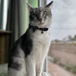 Catmandoo Rescue - Drako posing for the camera
